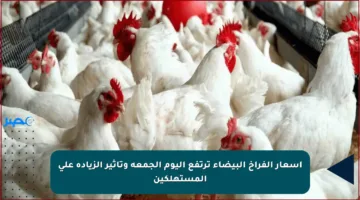 أسعار الفراخ البيضاء ترتفع اليوم الجمعة وتأثير الزيادة على المستهلكين